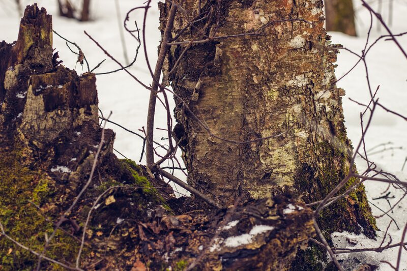 Tree Stump in Snow — Brown