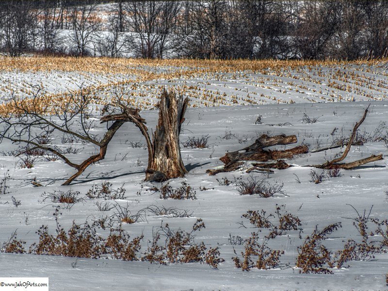 Tree Stump in Snow