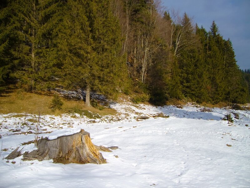 Tree Stump in Snow — White