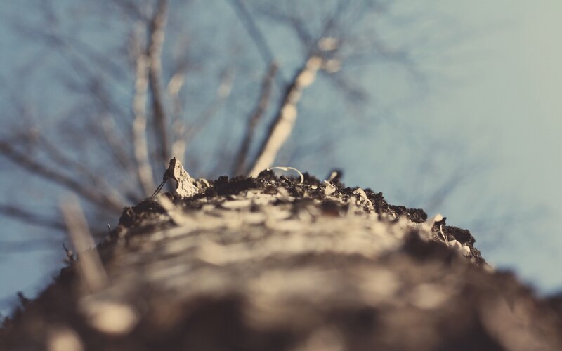 Tree Stump in Winter