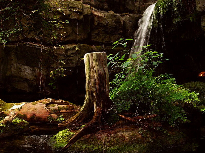 Tree Stump Near Waterfall