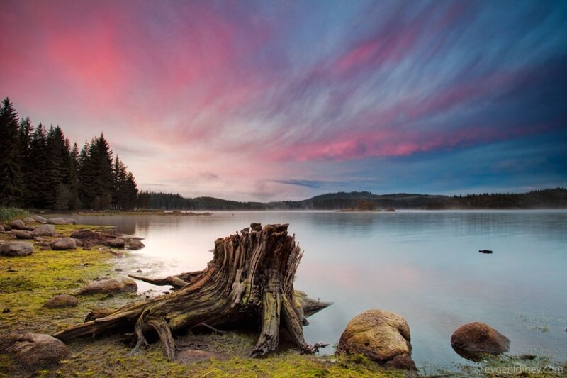 Tree Stump on Lake Shore
