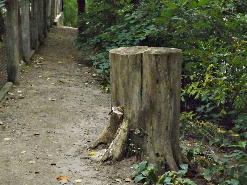 Tree Stump on Path