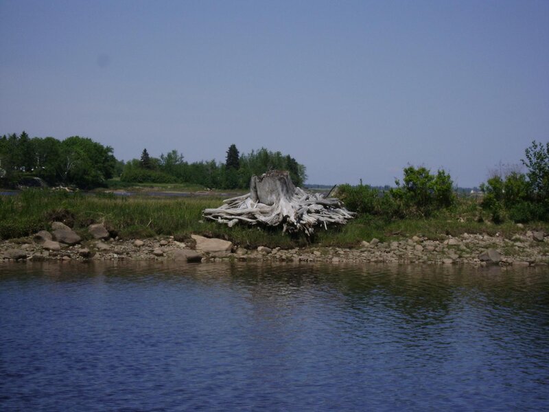 Tree Stump on Riverbank