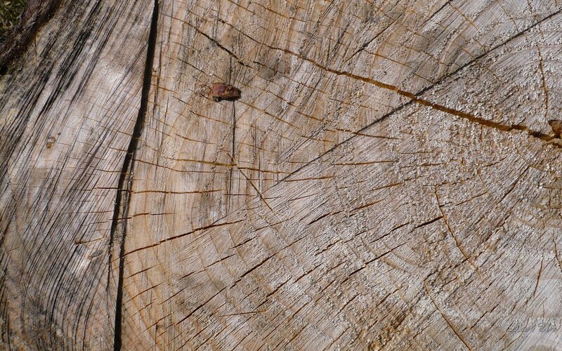 Tree Stump Surface — Brown