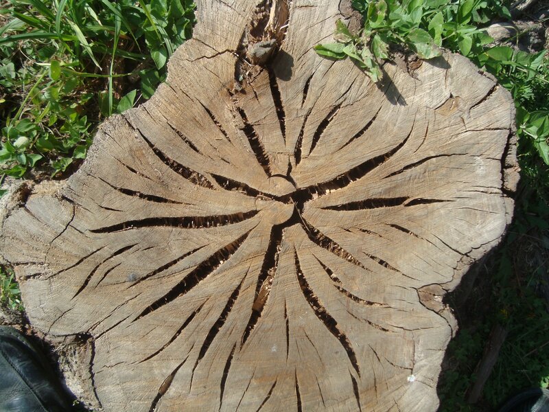 tree stump with carved pattern