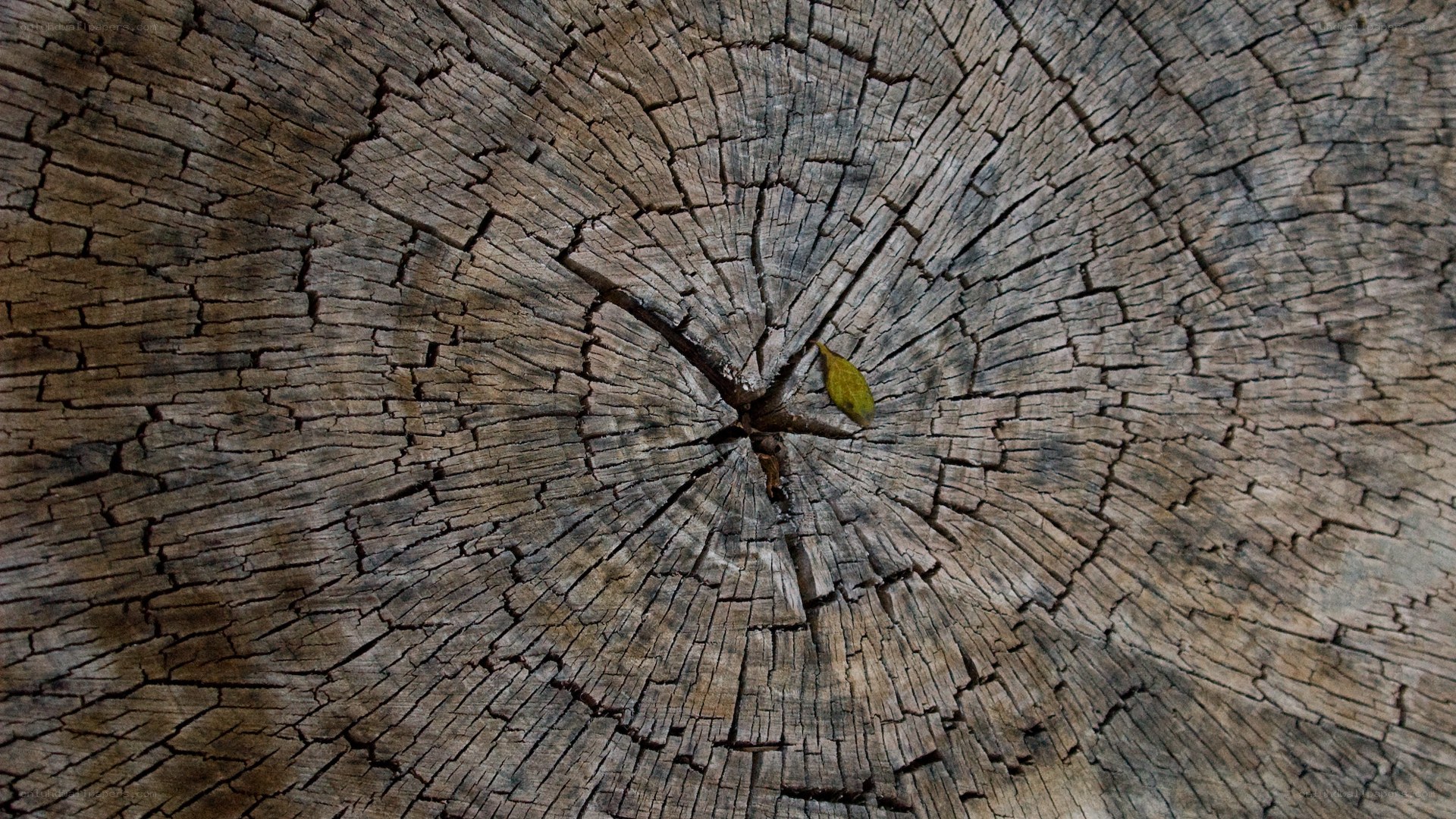 tree stump with cracked wood