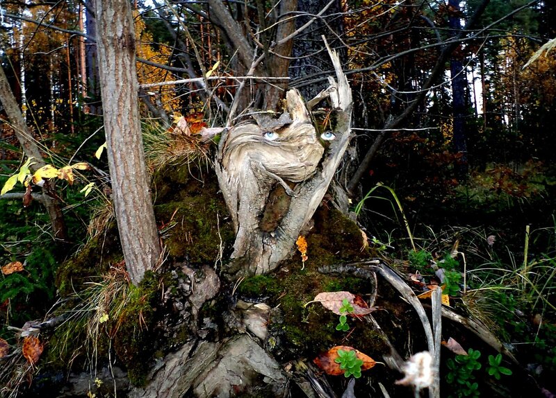 Tree Stump with Eyes