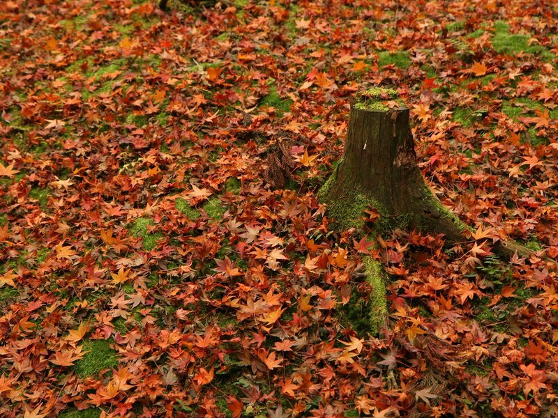 Tree Stump with Fallen Leaves