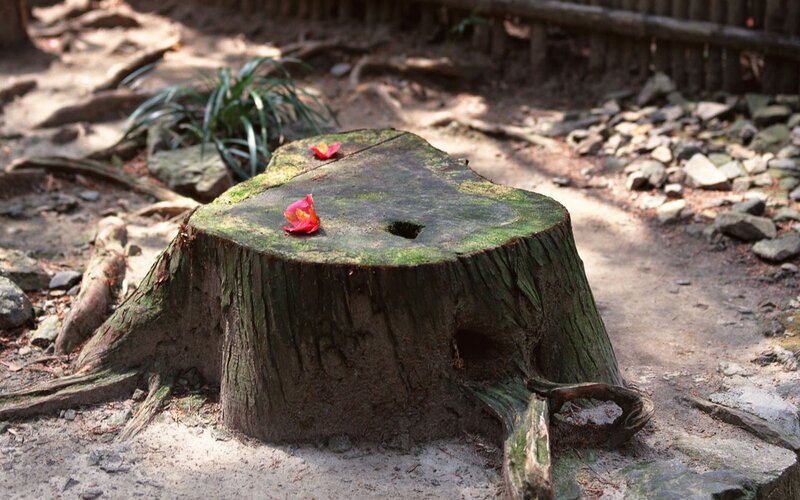 tree stump with flowers