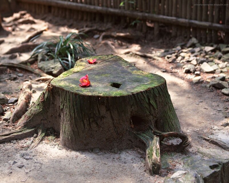 tree stump with flowers