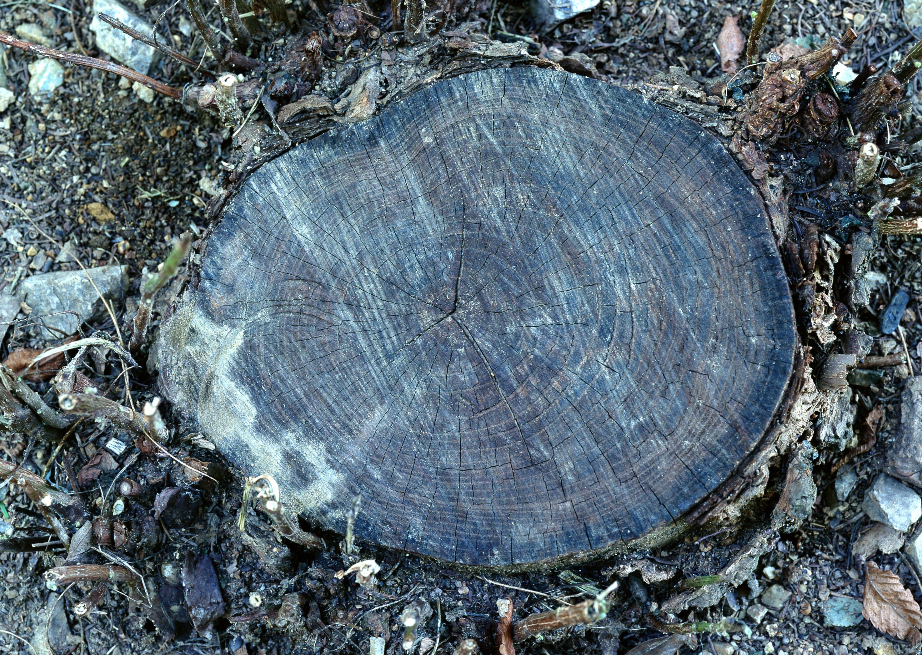 tree stump with growth rings
