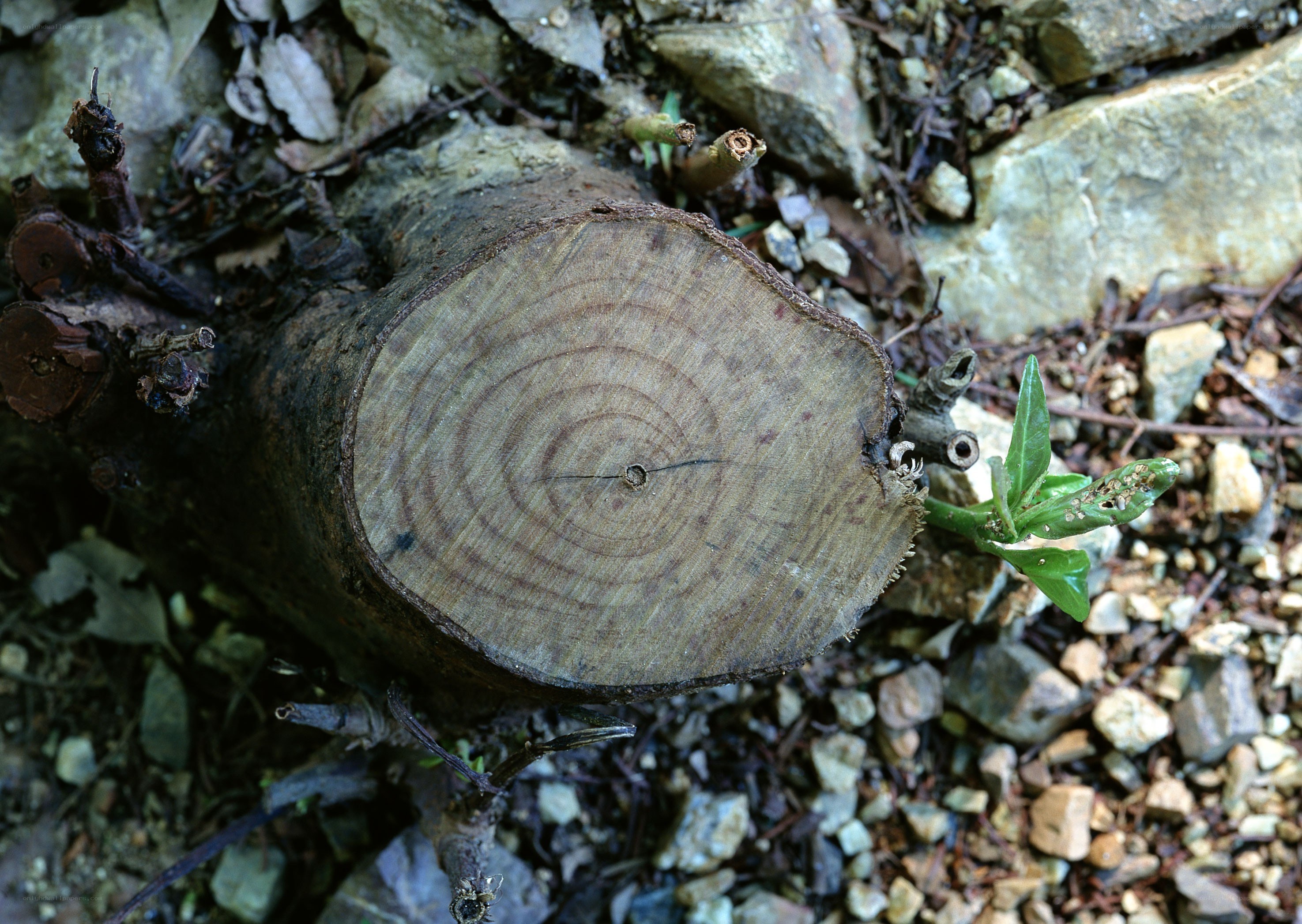 Tree stump with growth rings