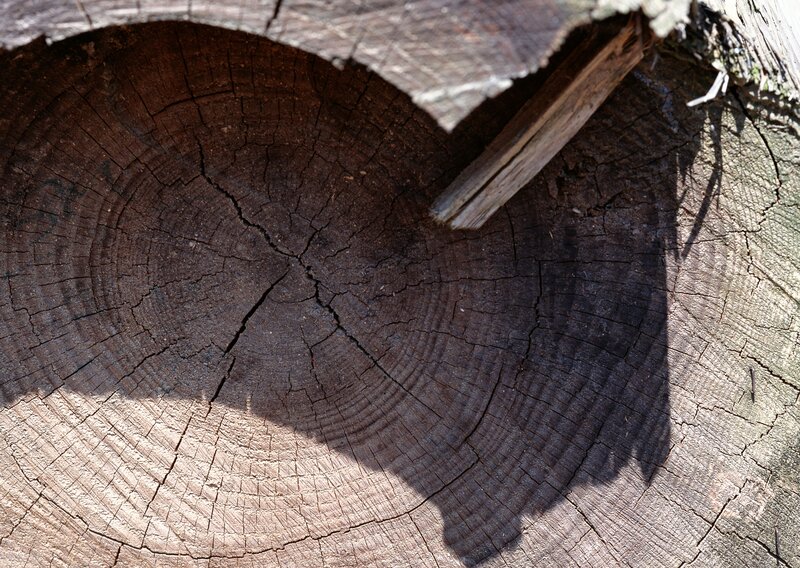 tree stump with heart shape