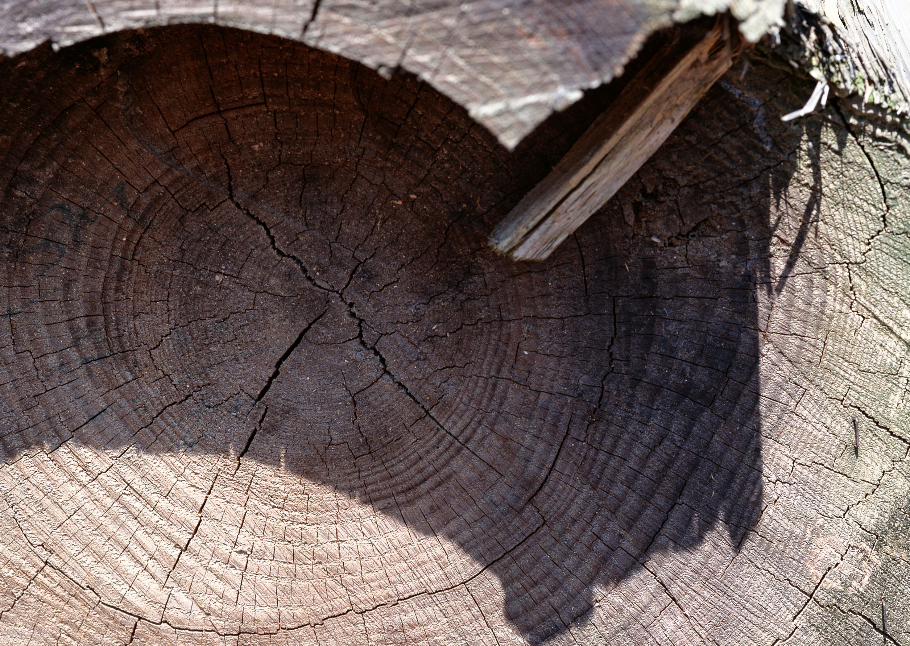 tree stump with heart shape