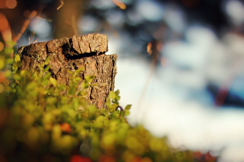 tree stump with moss