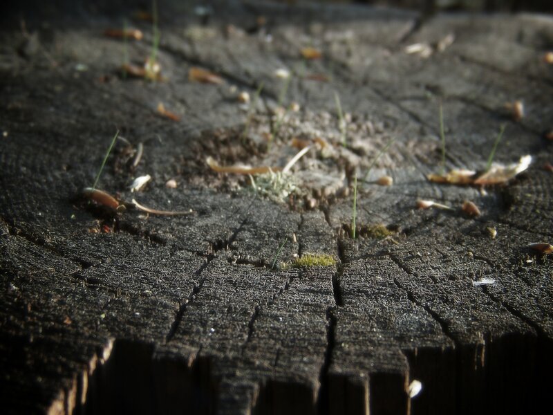tree stump with moss and grass