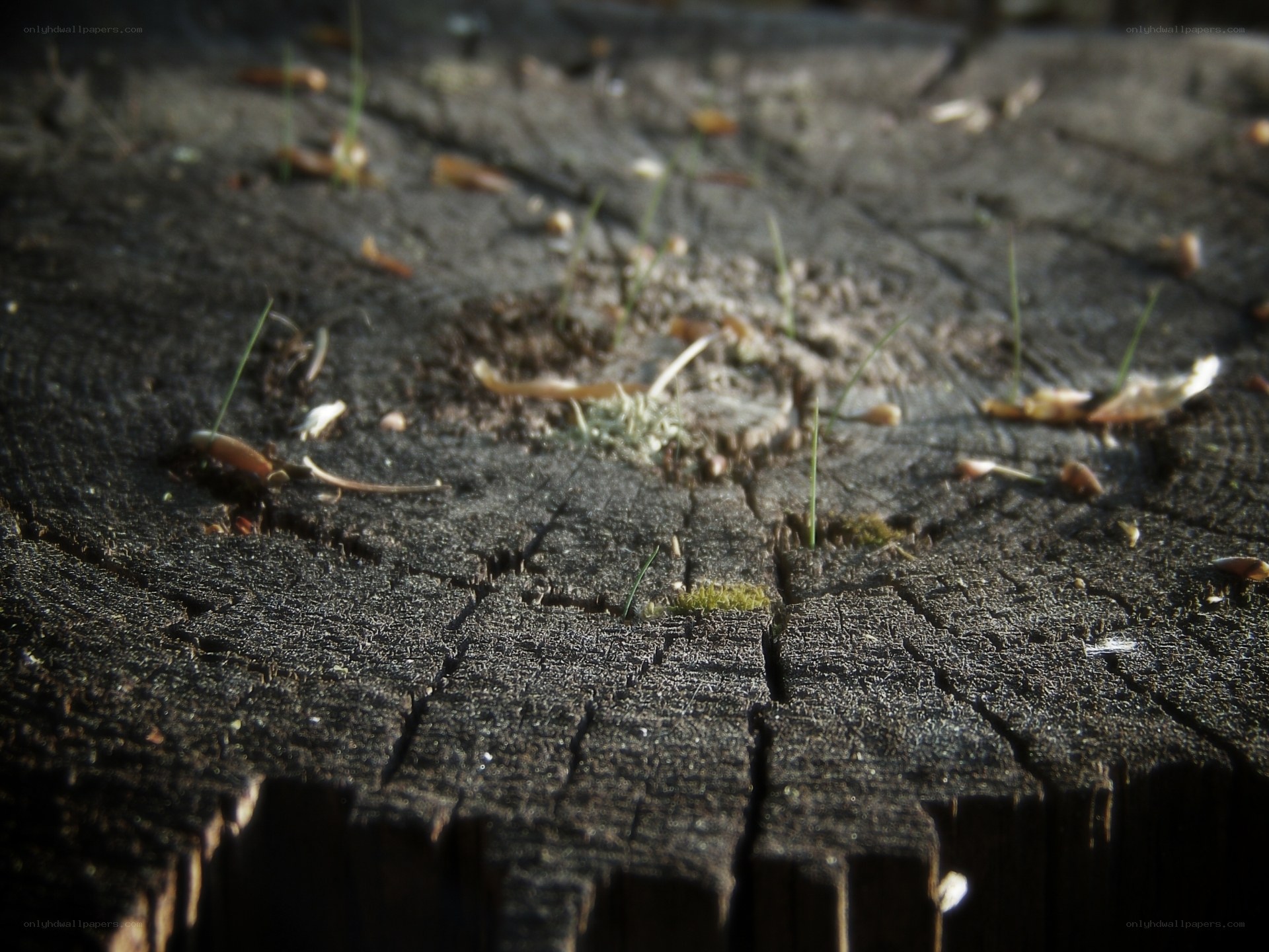 tree stump with moss and grass