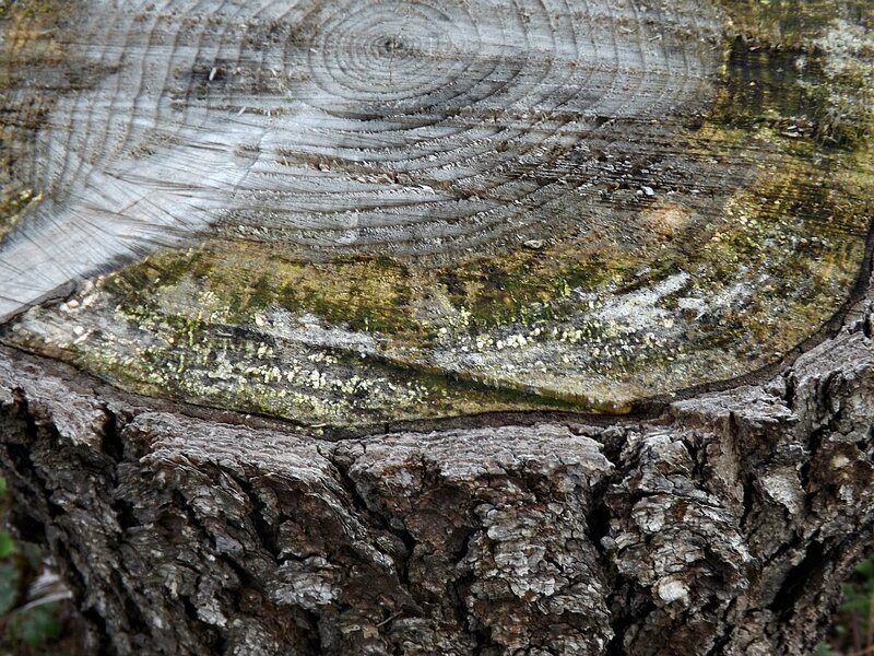 Tree Stump with Moss — Brown