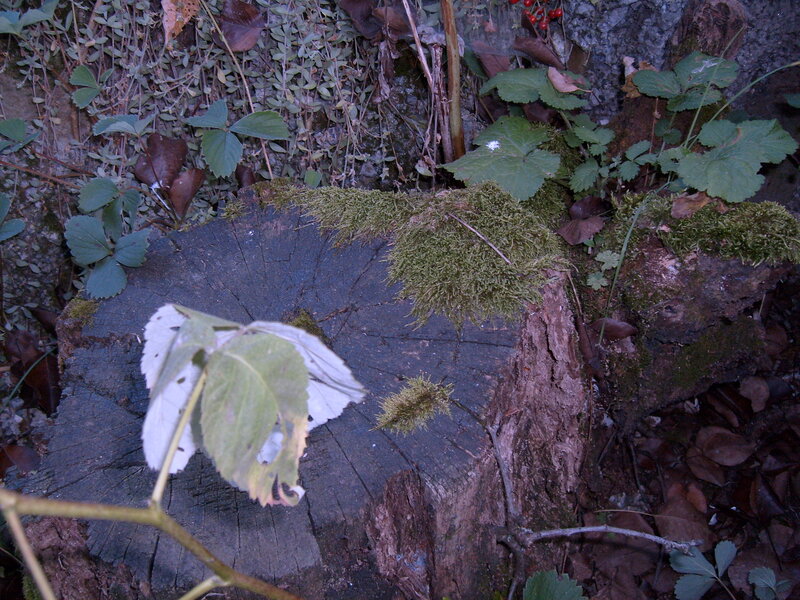 Tree Stump with Moss — Green, Natural, Autumn