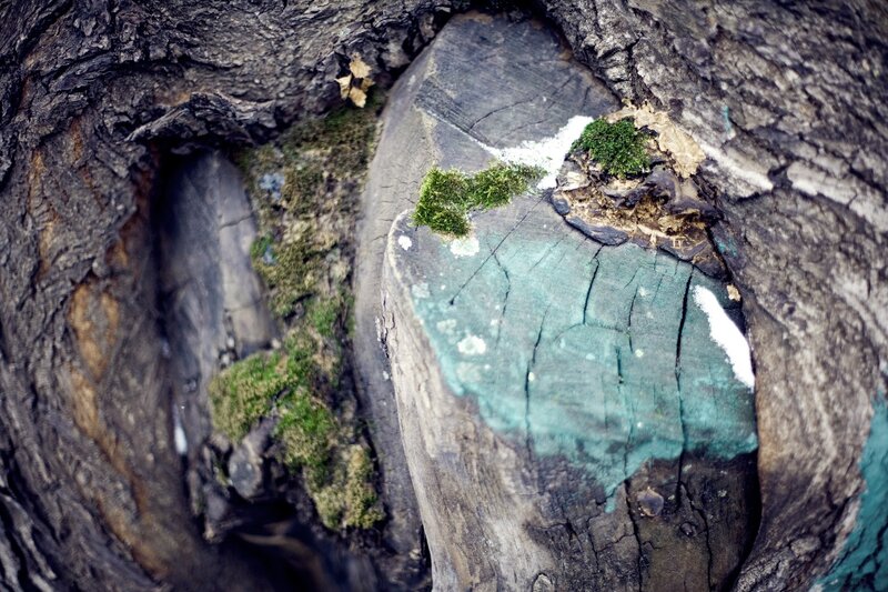 Tree Stump with Moss — Green, Natural, Photograph