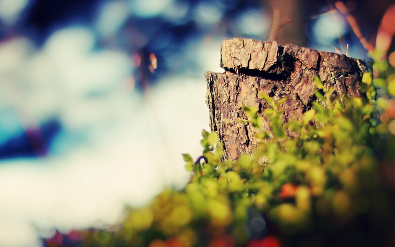 Tree Stump with Moss — Green, Serene, Morning