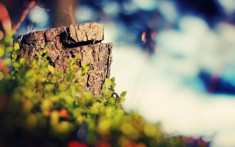 Tree Stump with Moss — Green, Serene, Winter