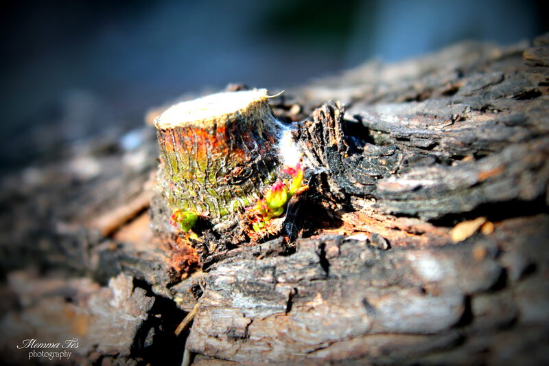 Tree Stump with New Growth — Brown