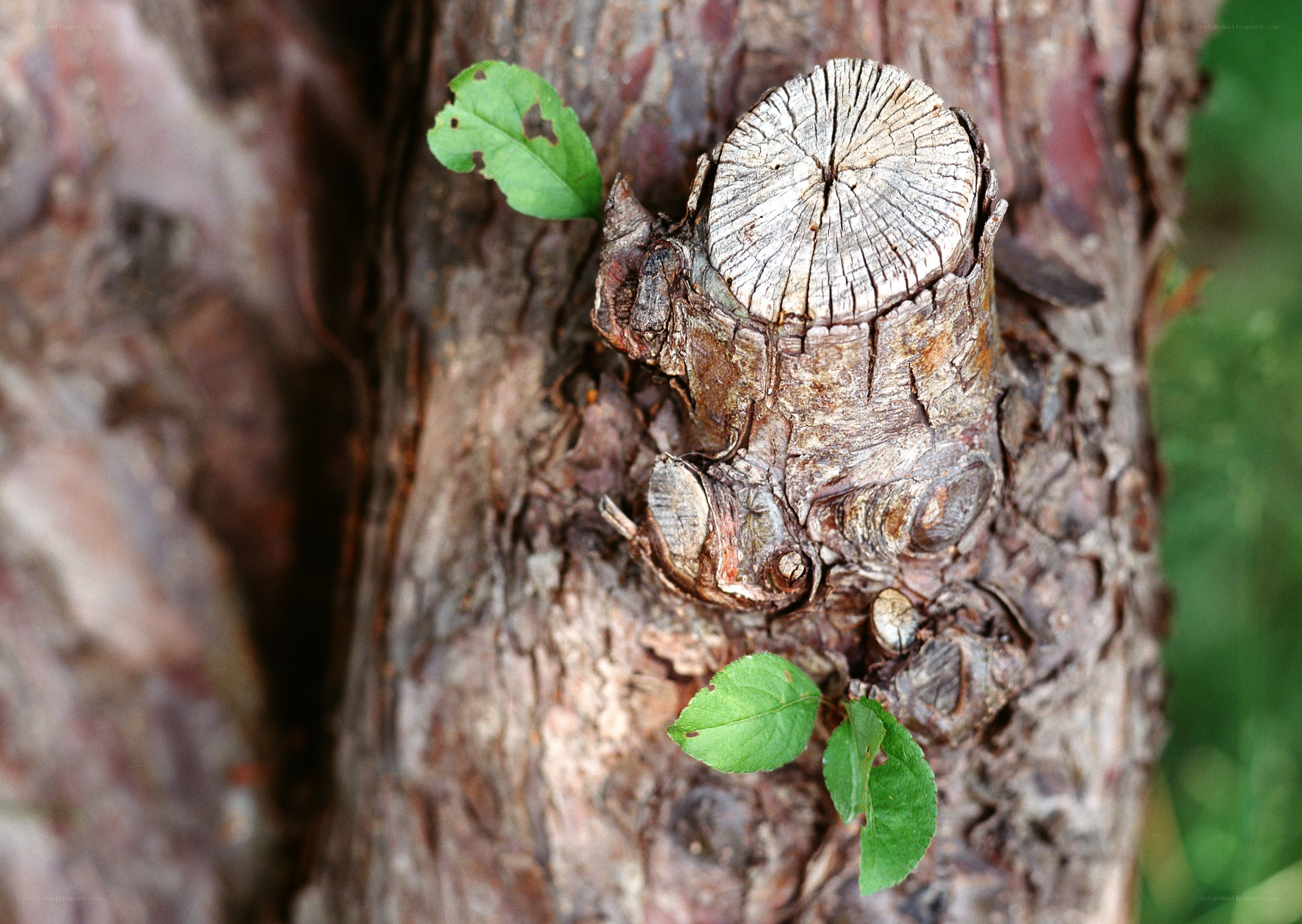 Tree stump with new growth