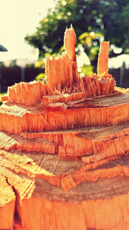 Tree Stump with Splintered Wood