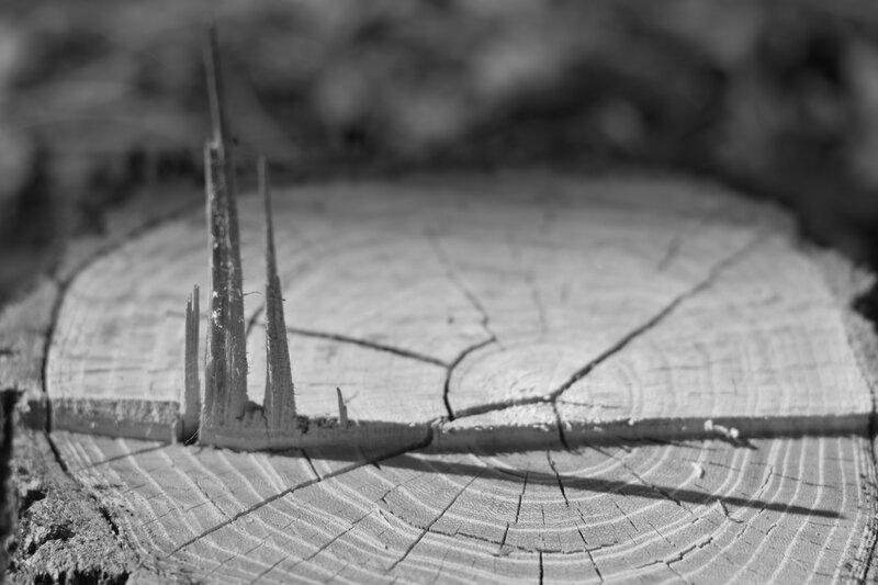Tree Stump with Splinters