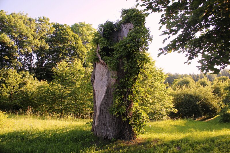 Tree Stump with Vines