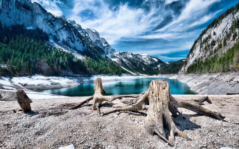 Tree Stumps by Lake — Blue