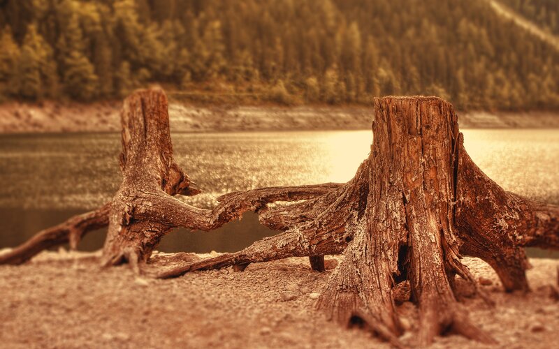 Tree Stumps by Lake — Brown