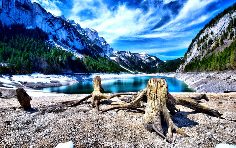 Tree Stumps by Lake