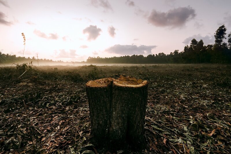 Tree Stumps in Field