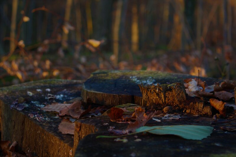 Tree Stumps in Forest — Brown