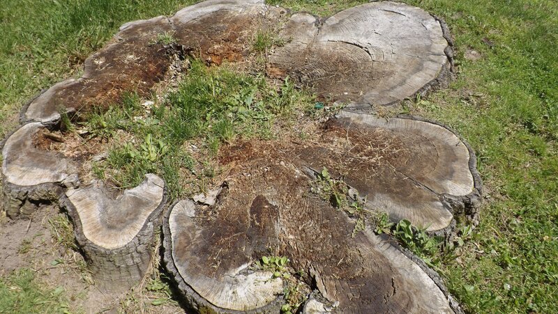 Tree Stumps in Grass