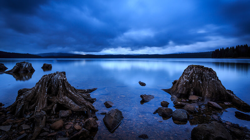 Tree Stumps in Lake — Blue