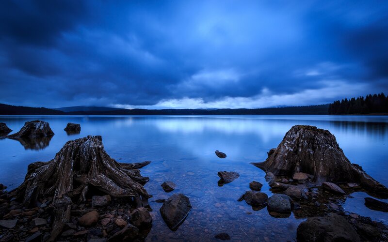 Tree Stumps in Lake