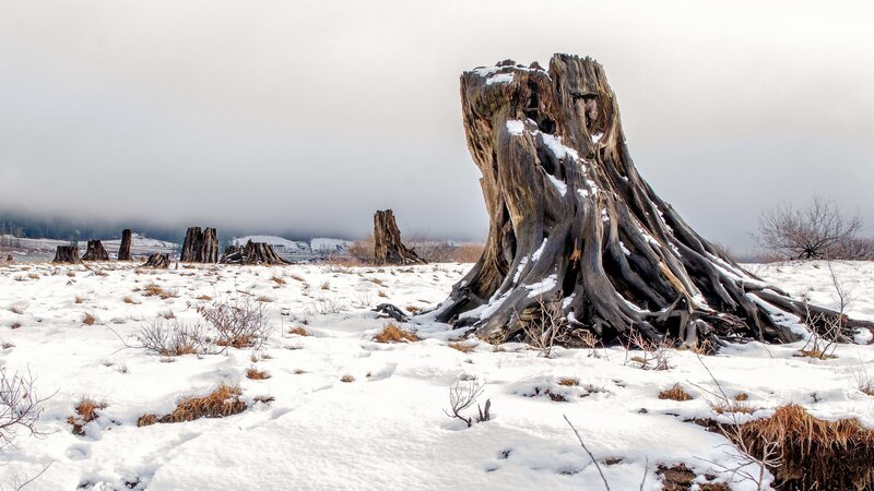 Tree Stumps in Snow