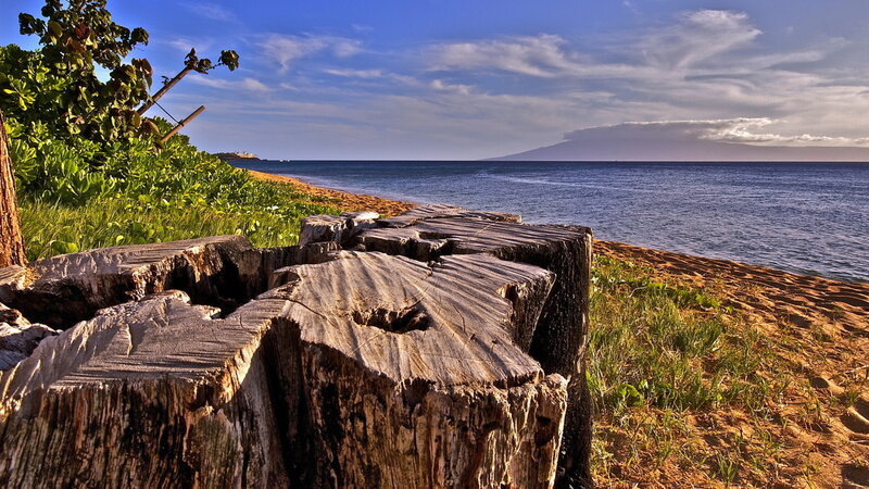 Tree Stumps on Beach