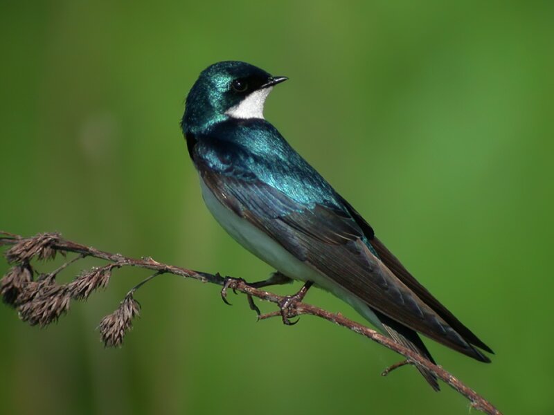 Tree Swallow Perched