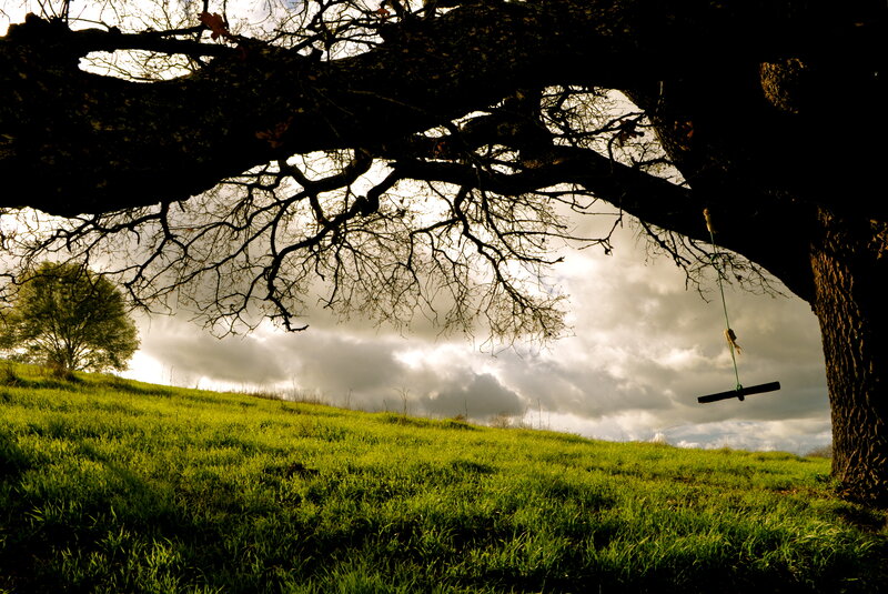 Tree Swing on Hill