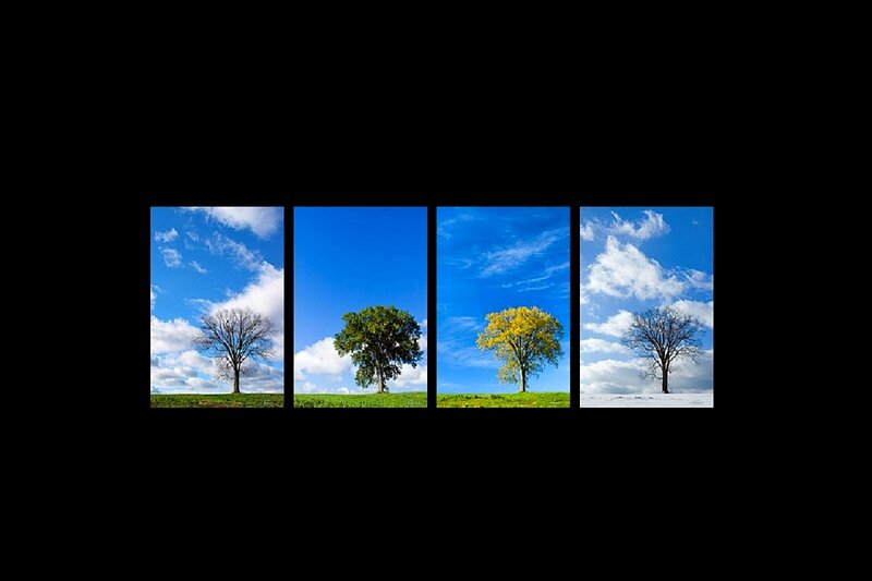 Tree Through Four Seasons
