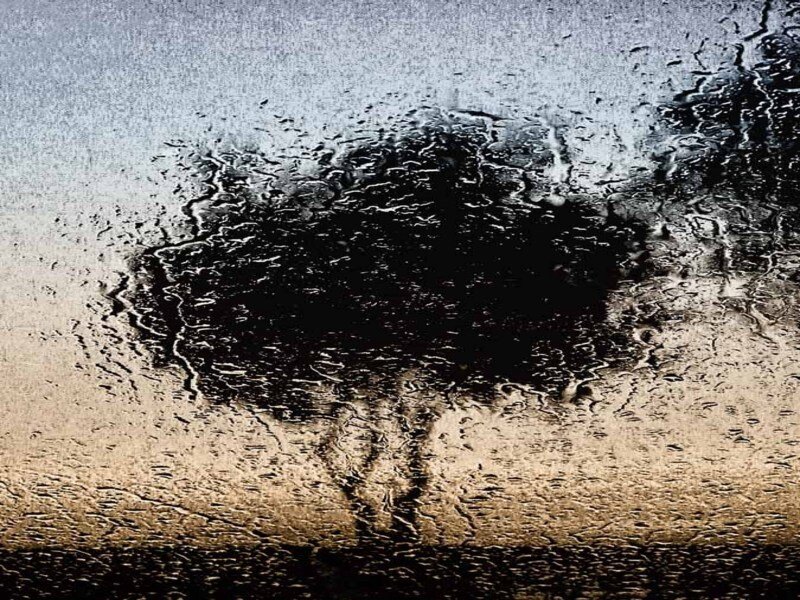 Tree through rain-streaked glass