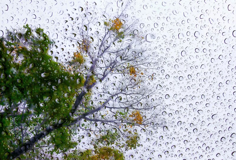 Tree Through Raindrops