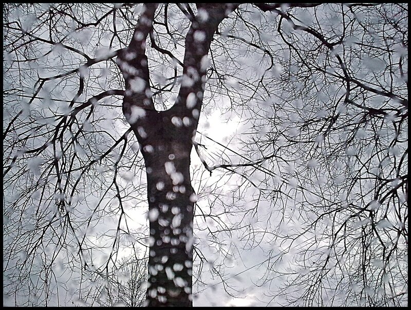 Tree through snowy window