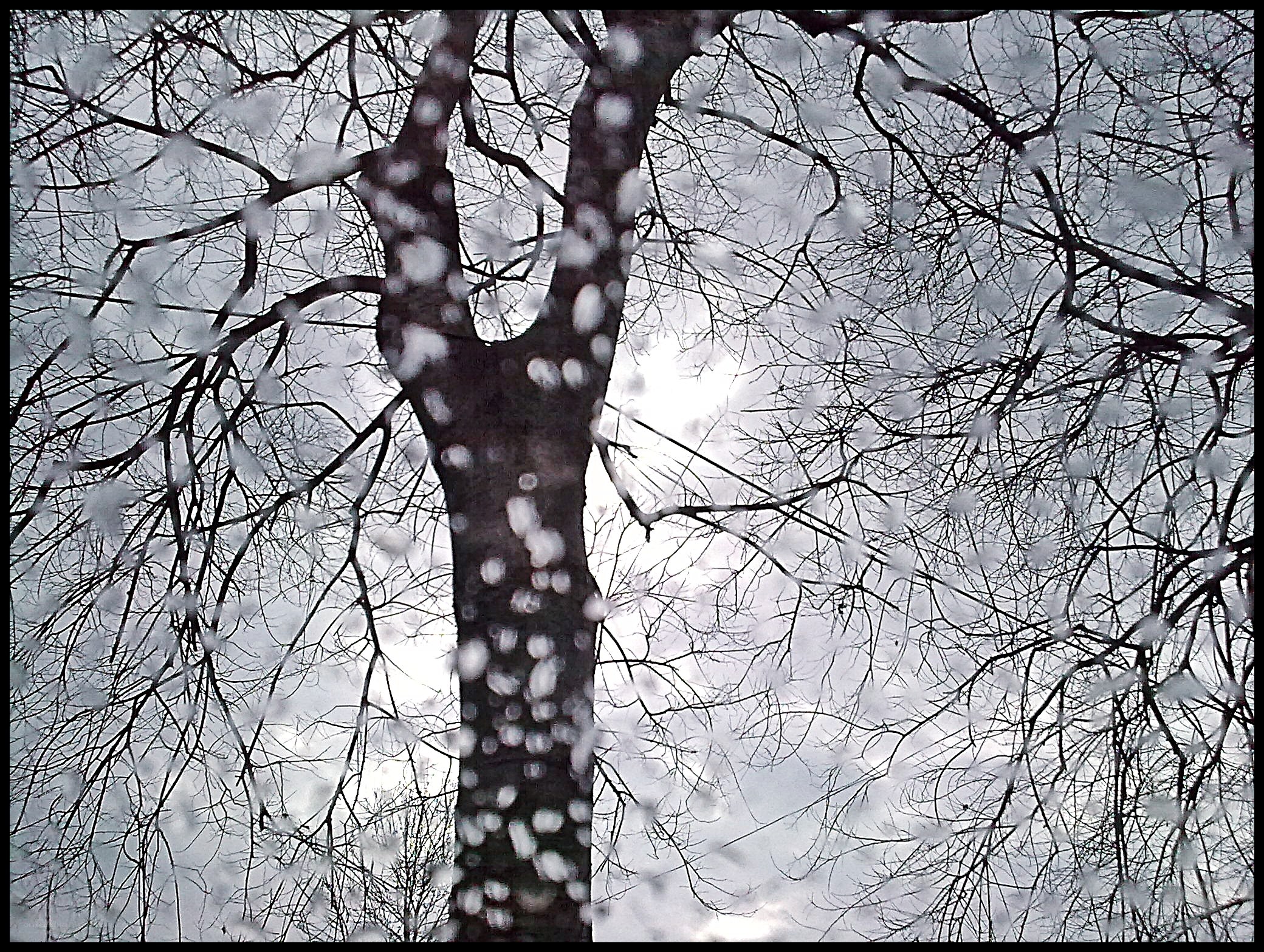 Tree through snowy window