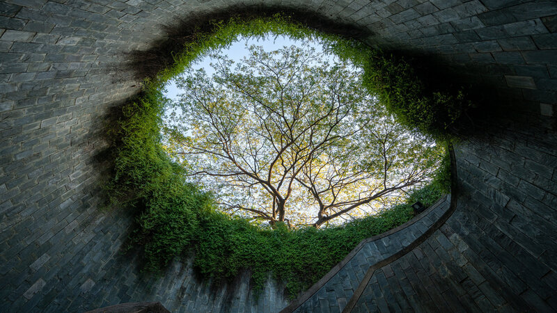 Tree Through Stone Tunnel